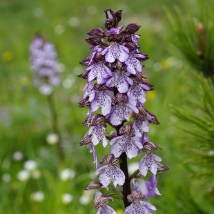 Orchis purpurea